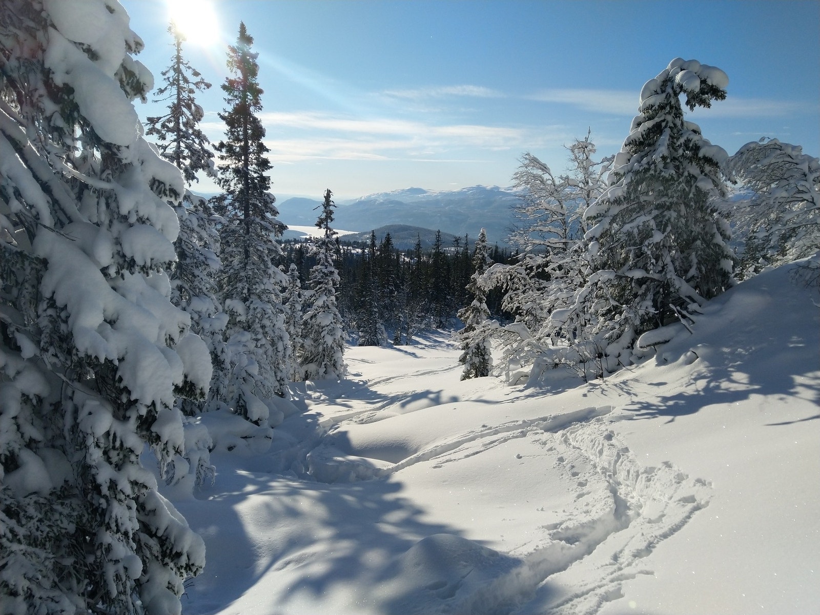 Selgers bilde. Galleribilde