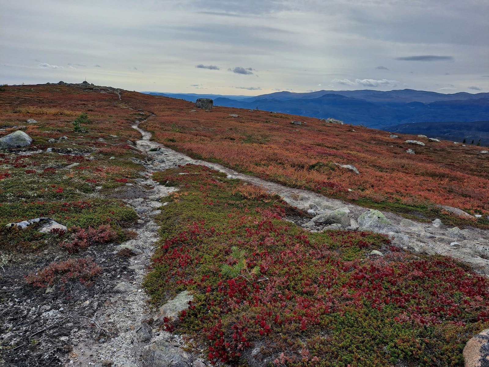 Selgers bilde. Galleribilde