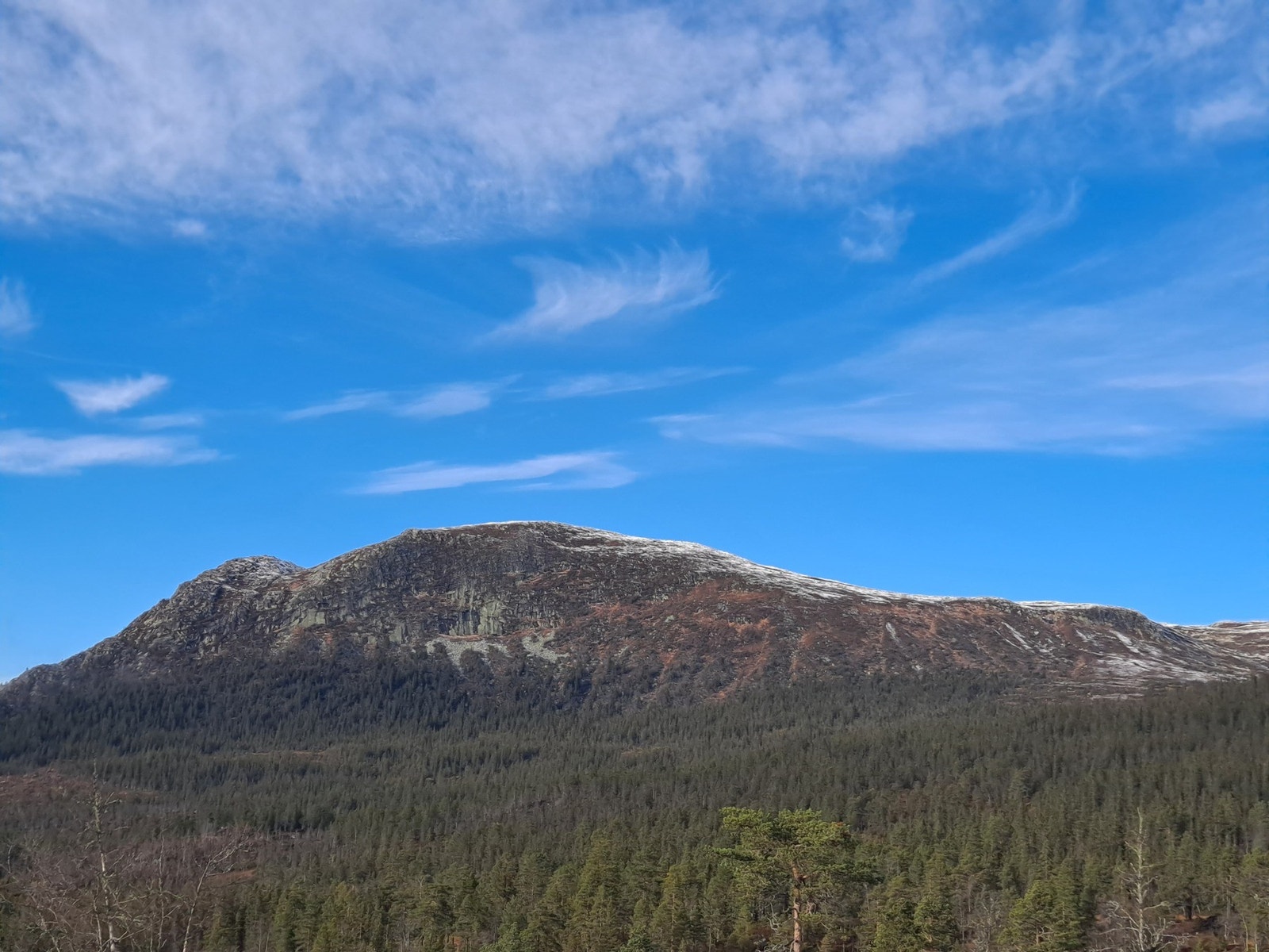 Selgers bilde. Galleribilde