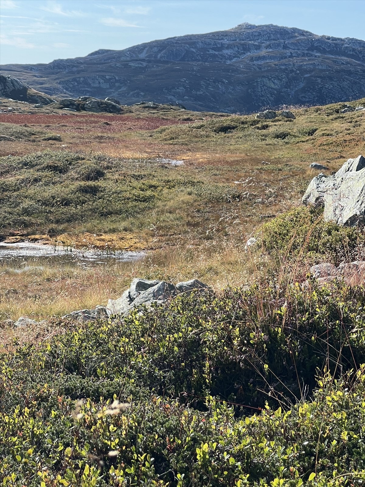 Selgers private bilder Galleribilde