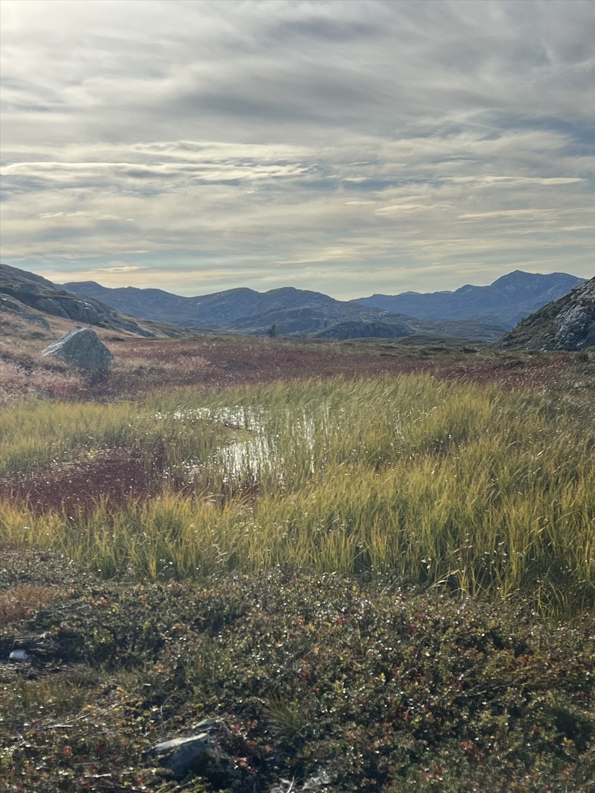 Selgers private bilder Galleribilde