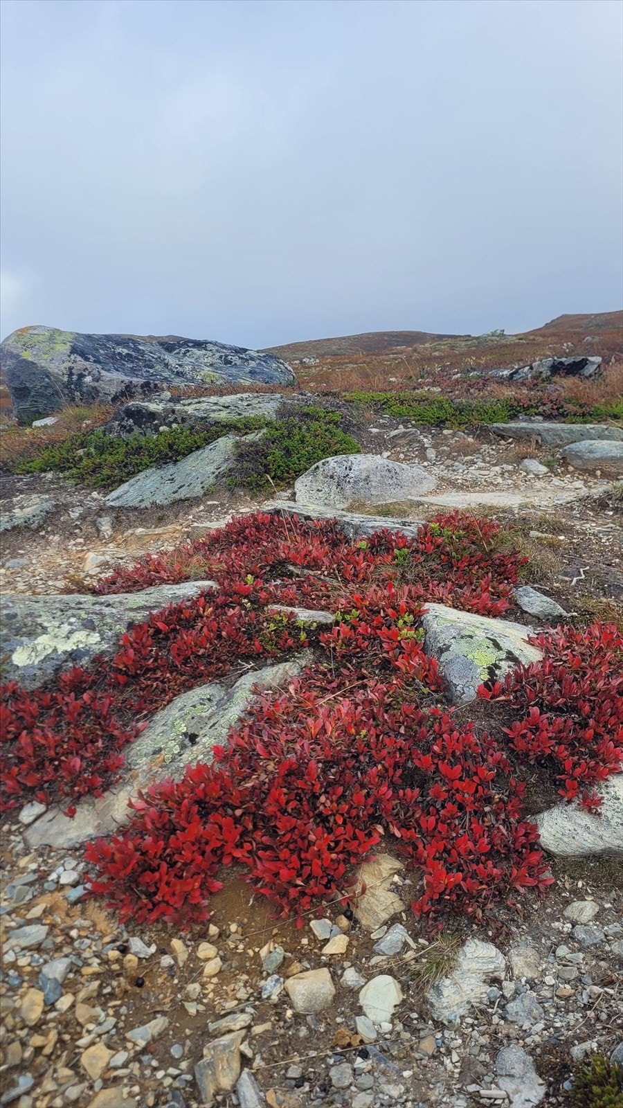 Vakre høstfarger skaper et fargerikt og varmt inntrykk i naturen. (Selgers foto) Galleribilde