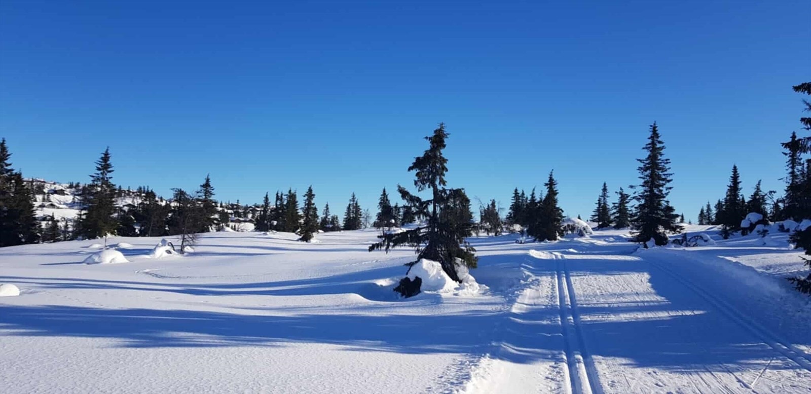 Den nærmeste løypa ligger ca. 400 m. i luftlinje fra hytta. Her kan en gå korte eller lengre turer i fint og variert terreng. (Selgers foto) Galleribilde