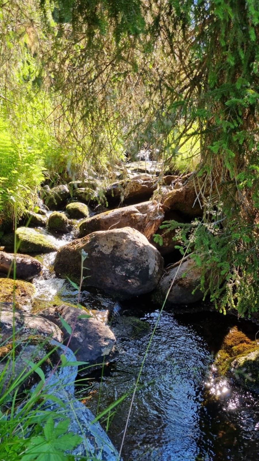 (Selgers foto) Galleribilde