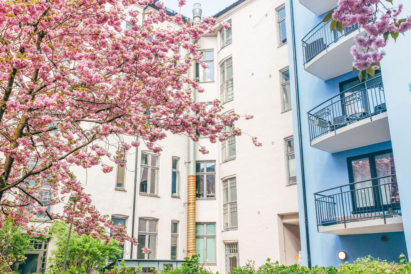 Veldrevet sameie med hyggelig felles bakgård med fem kirsebærtrær i som blomstrer nydelig i mai. Galleribilde