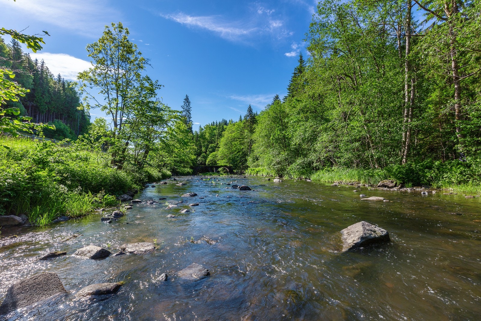 Åroselven med laks og sjøørret Galleribilde