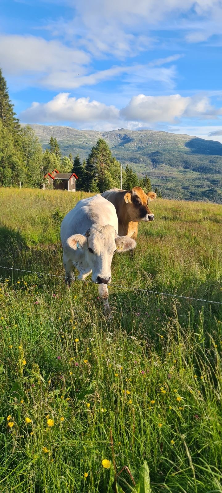 Selgers private bilde - Kuer på beite rett ved hytta. Galleribilde
