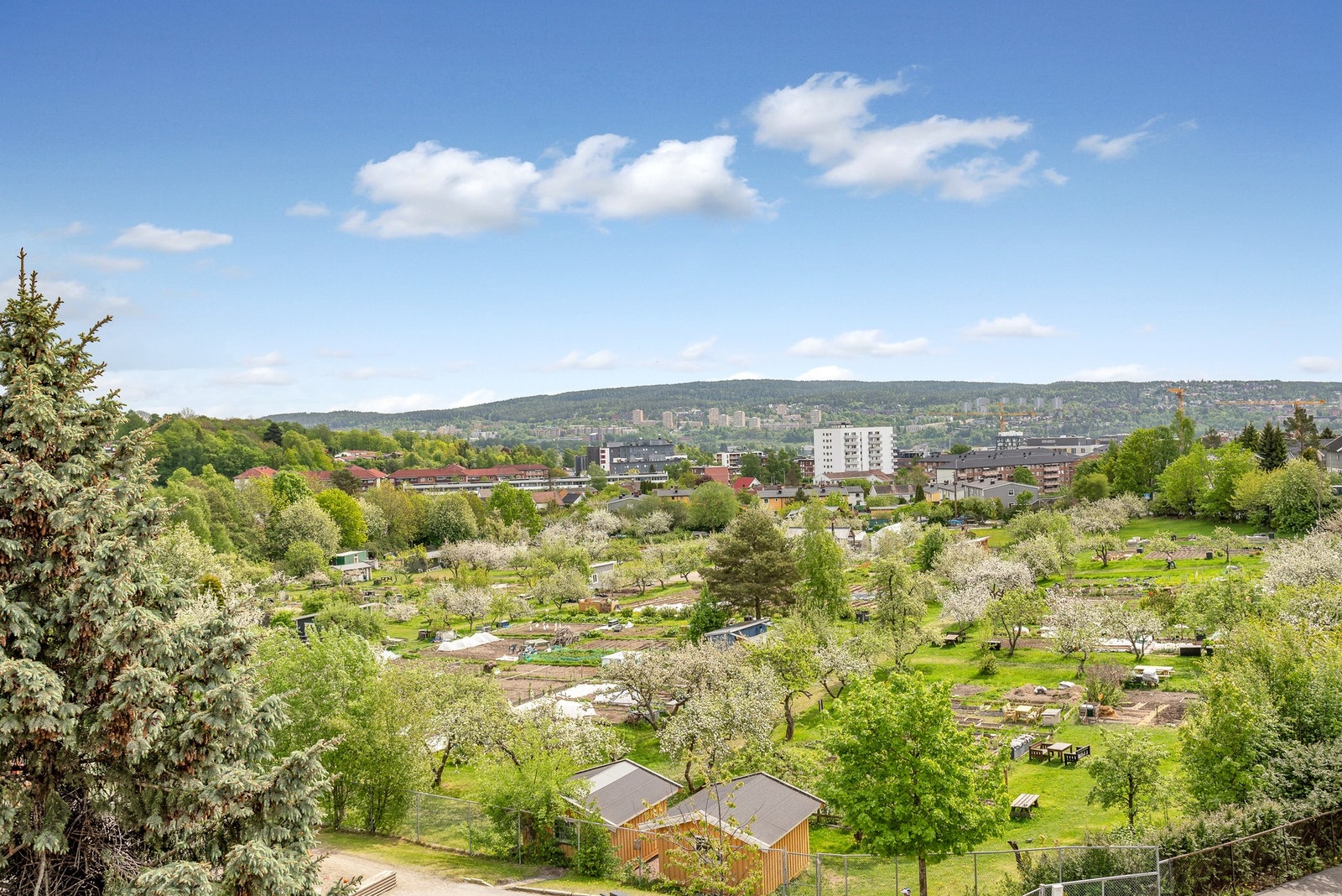 En sosial og grønn oase midt i Bjerke bydel. Skolehagen er en parsellhage der privatpersoner kan leie små dyrkningsfelt for å dyrke egen mat. Galleribilde
