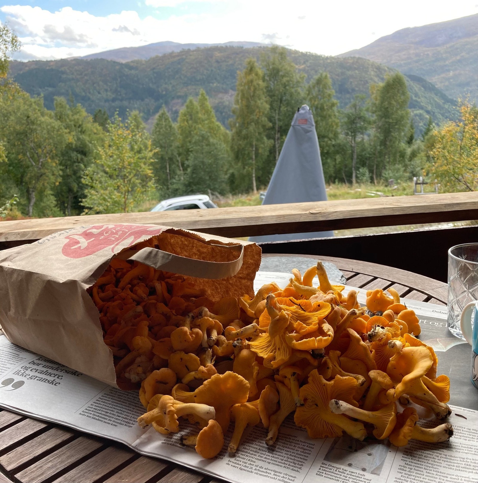 Du finner kantarell rett ved hytta. Galleribilde