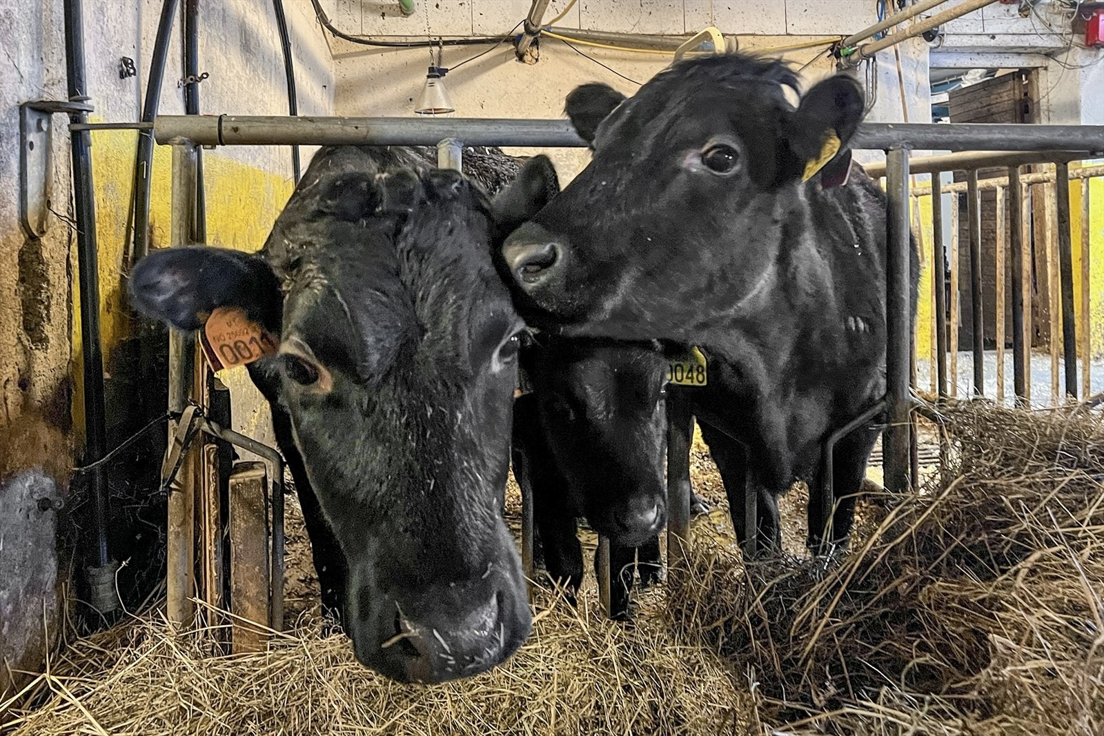 Gård for husdyrproduksjon Galleribilde