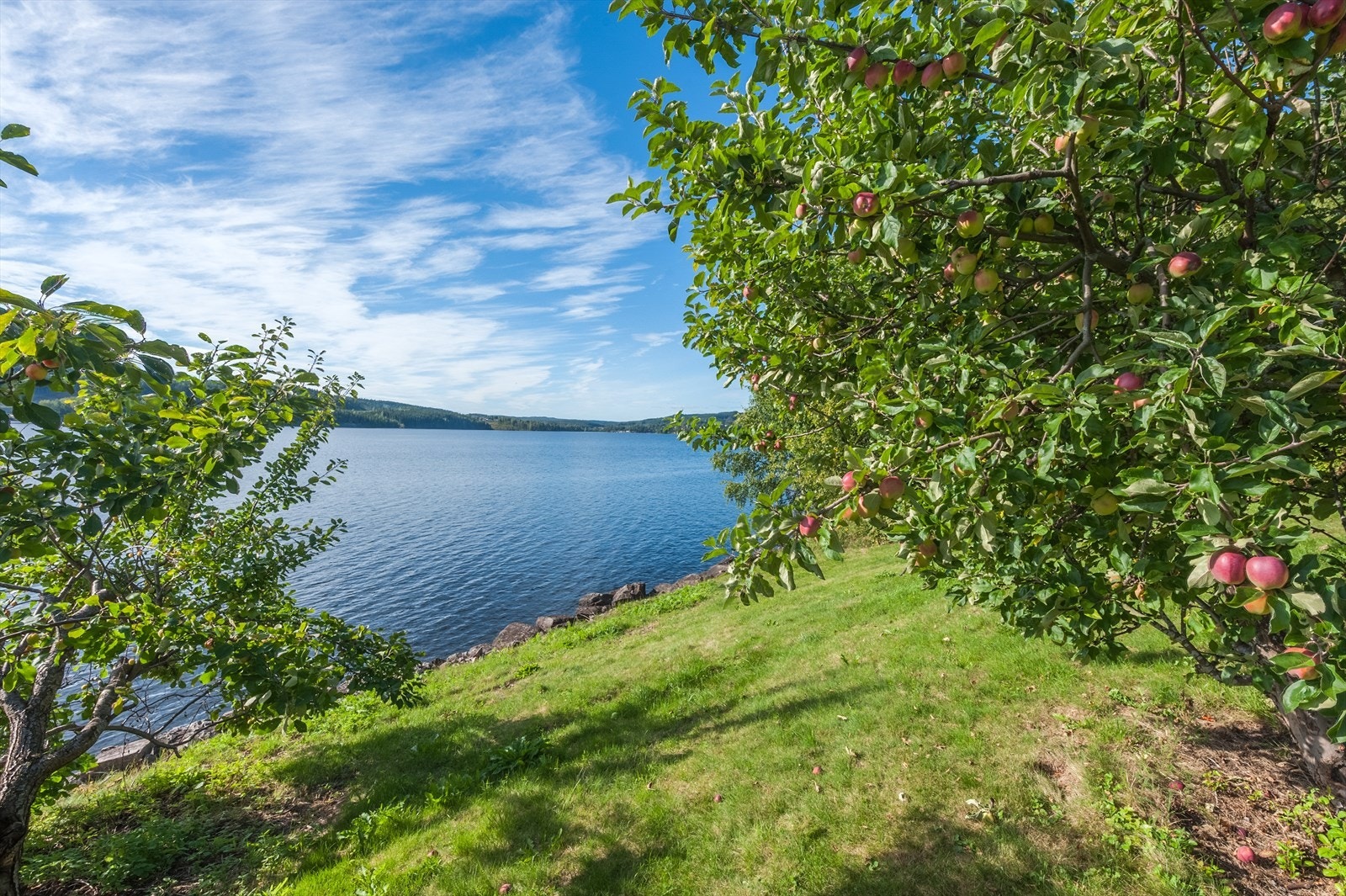 Frodig hage med prydbusker, frukttrær mm. Galleribilde