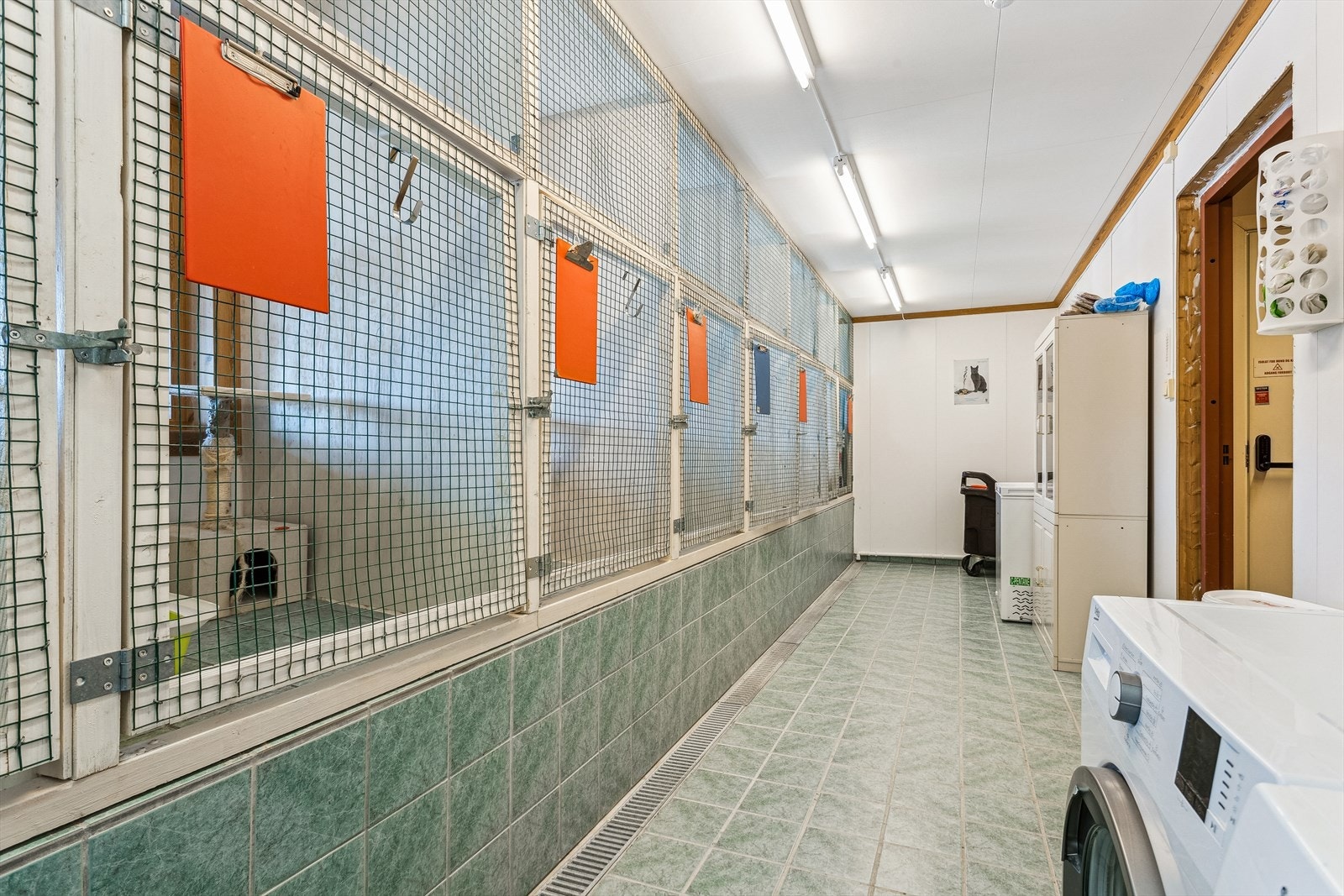 Katteavdelingen. Galleribilde