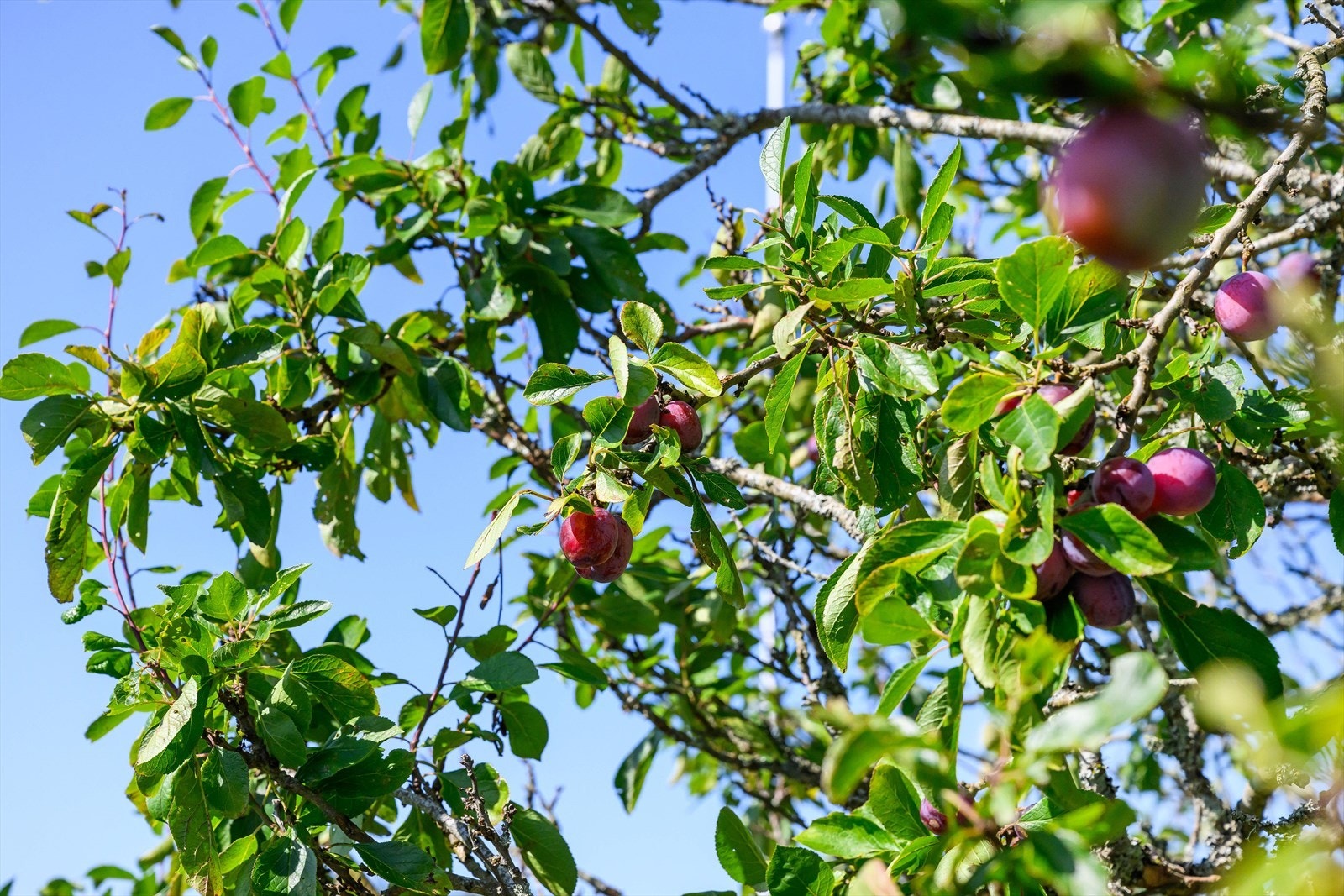 Deilige plommer i egen hage Galleribilde