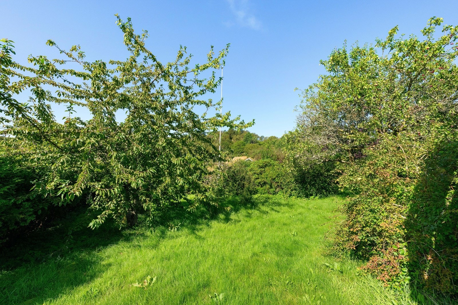 Flott hage med rik beplantning og frukttrær Galleribilde