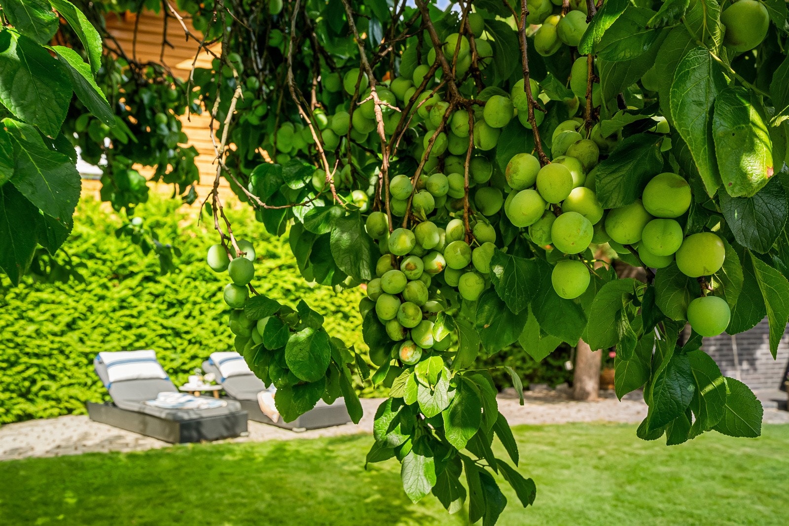 Den grønne rammen inkluderer blant annet plommetre med rik avling, lubne prydbusker, høyreiste nåletrær og annet vintergrønt. Galleribilde