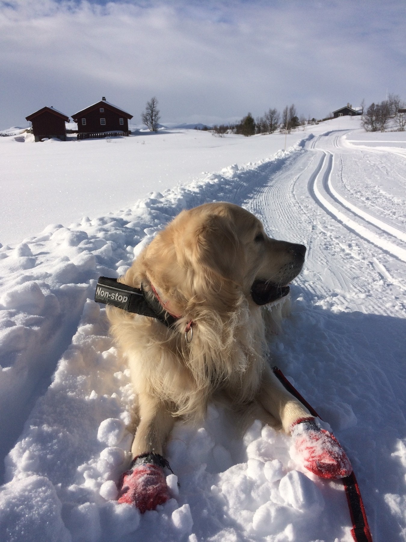 Nypreparerte løyper på Holsåsen. Her kan man gå milevis på ski innover fjella. Toppen Brenthovd, 1243 m.o.h., er et bra mål. Der er utsikten storslått.
Bilde tatt av selger Galleribilde