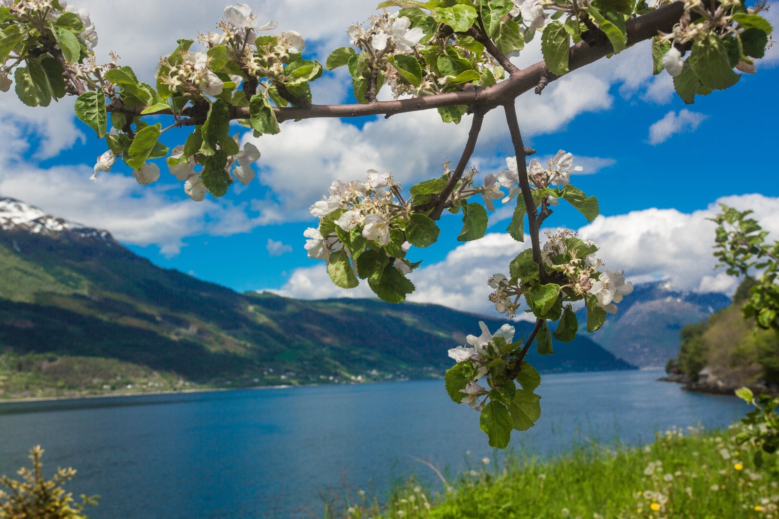Blomstring i Hardanger Galleribilde