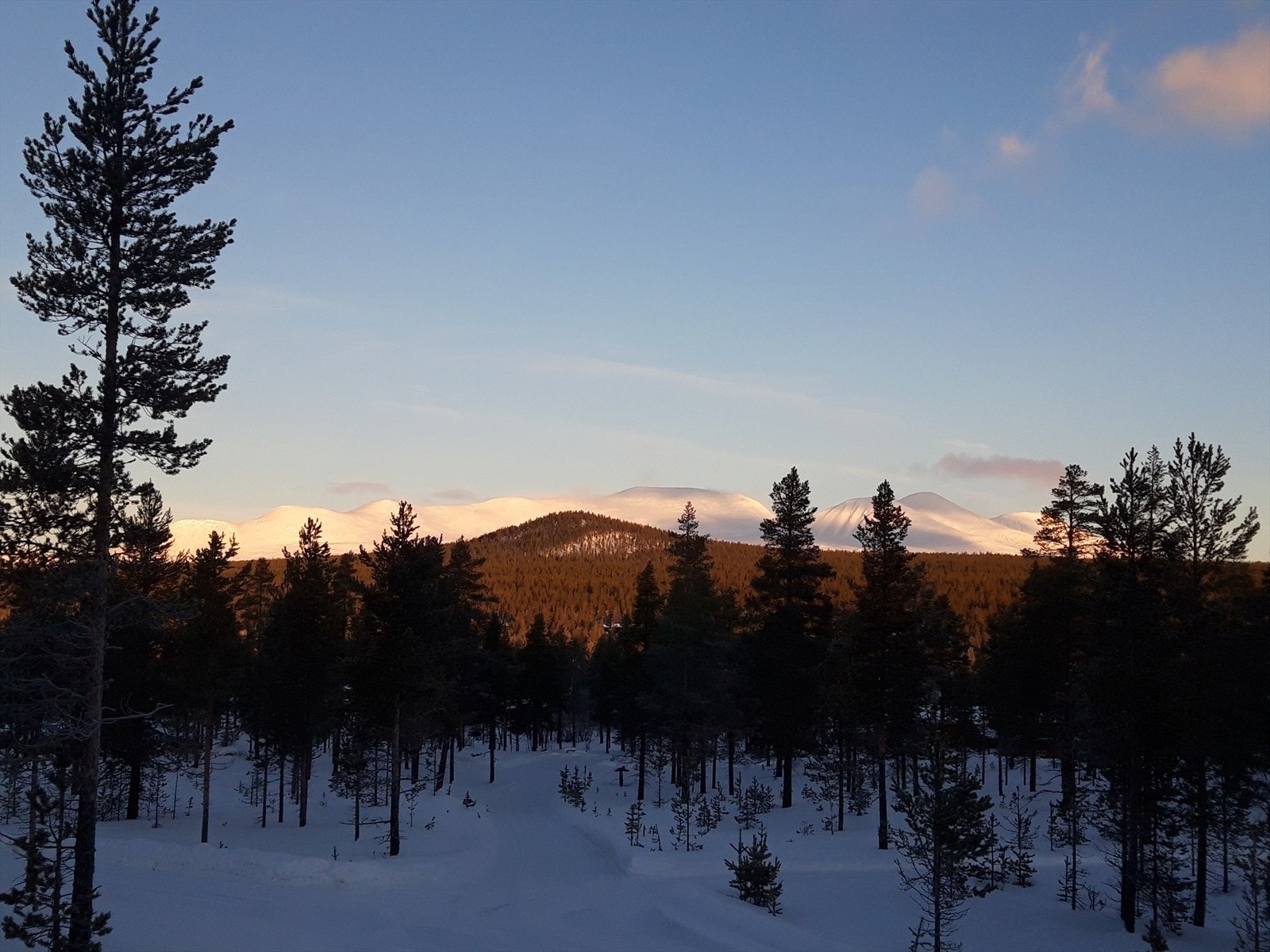 Selgers bilde Galleribilde