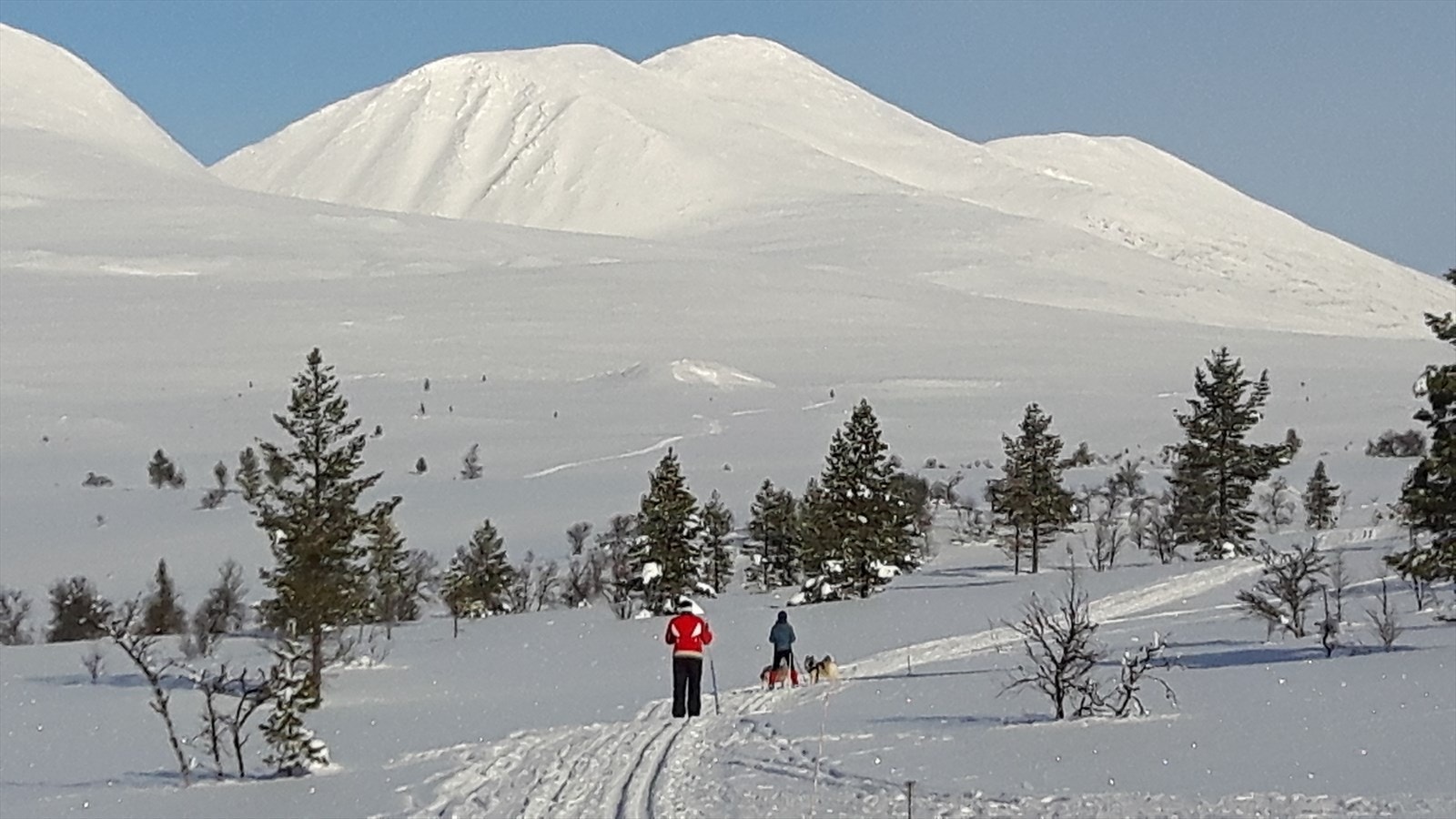 Selgers bilde Galleribilde