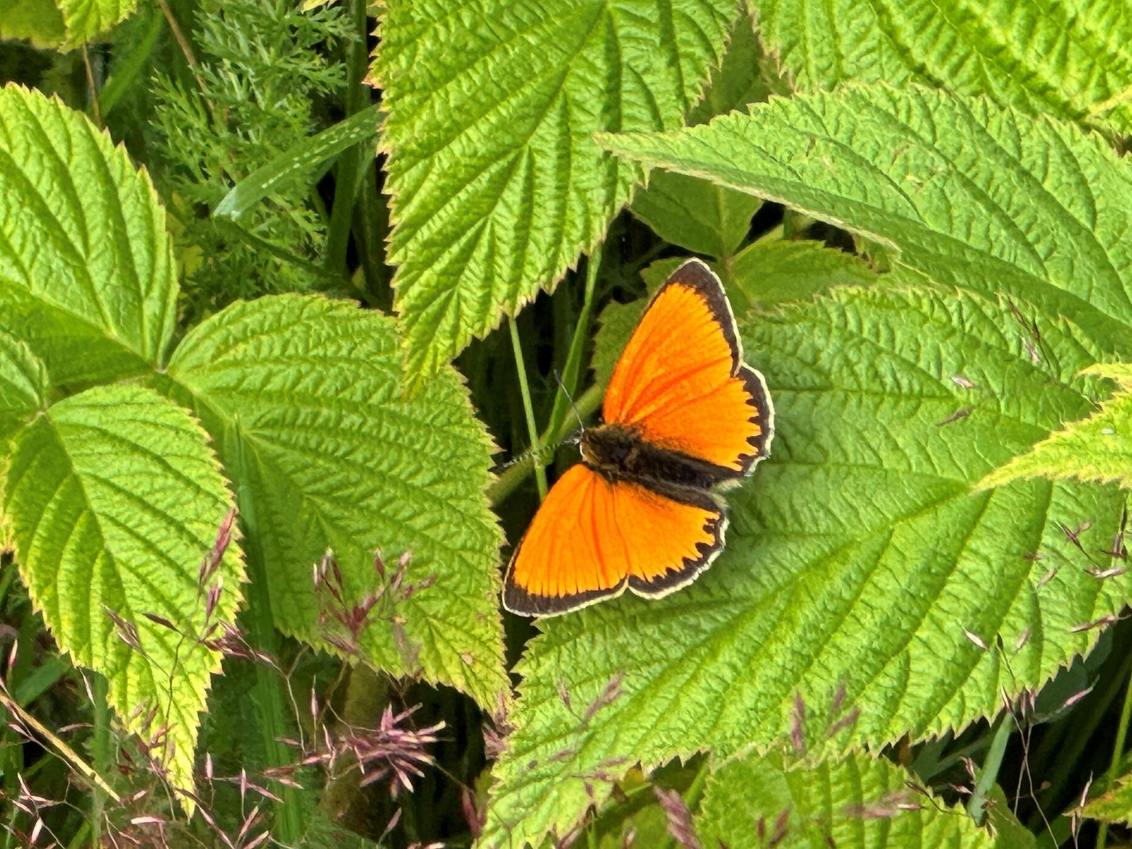 Selgers private bilde. Galleribilde