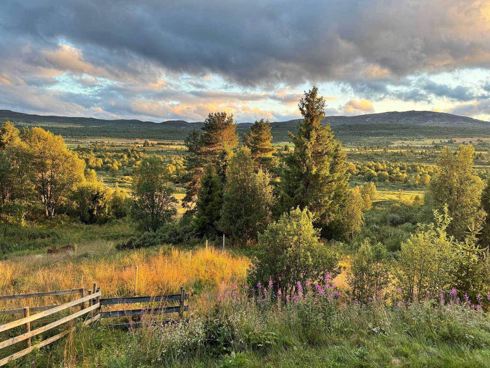 Selgers private bilde. August 2025. Galleribilde