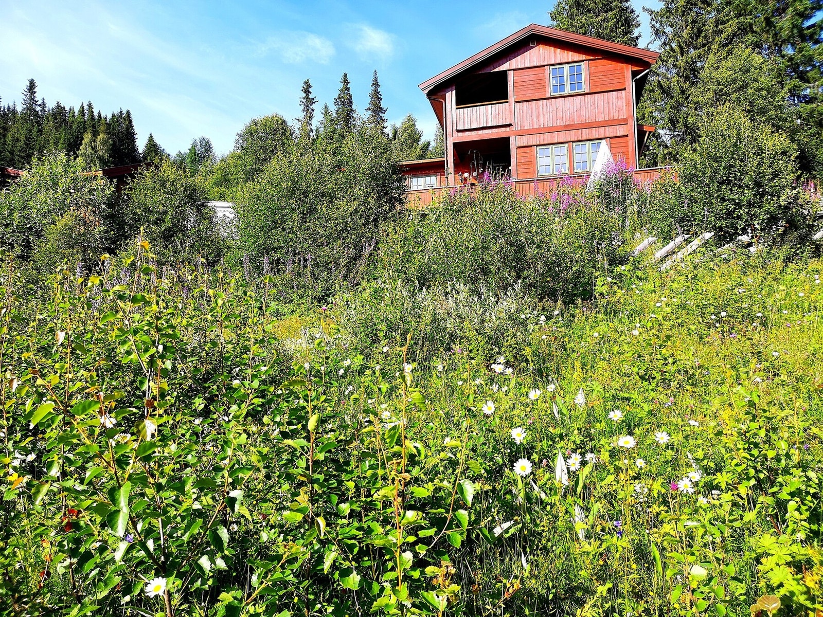 Selgers private bilde. Galleribilde