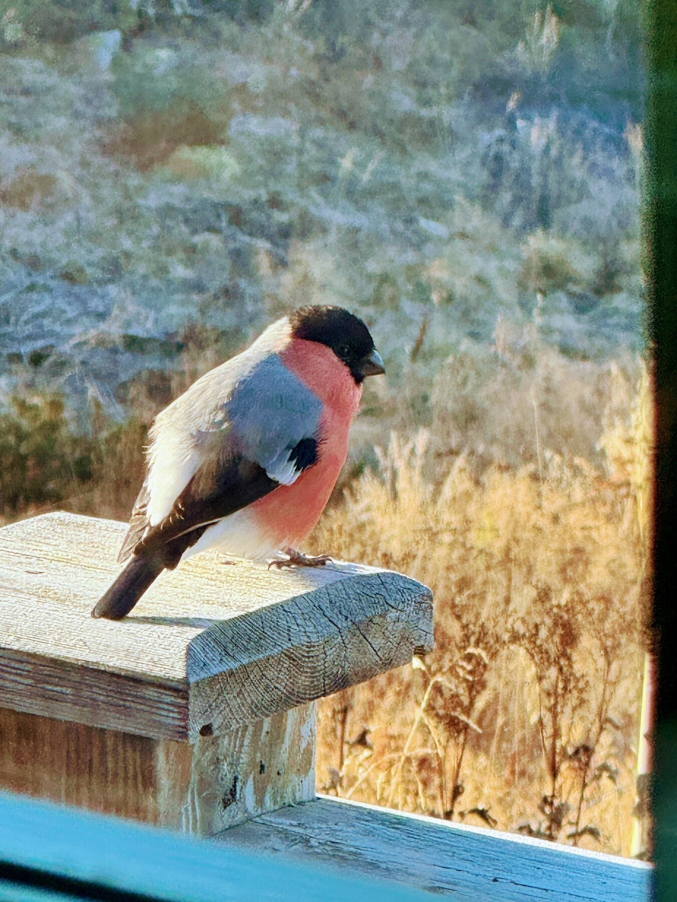 Selgers private bilde. Trofast gjest Galleribilde