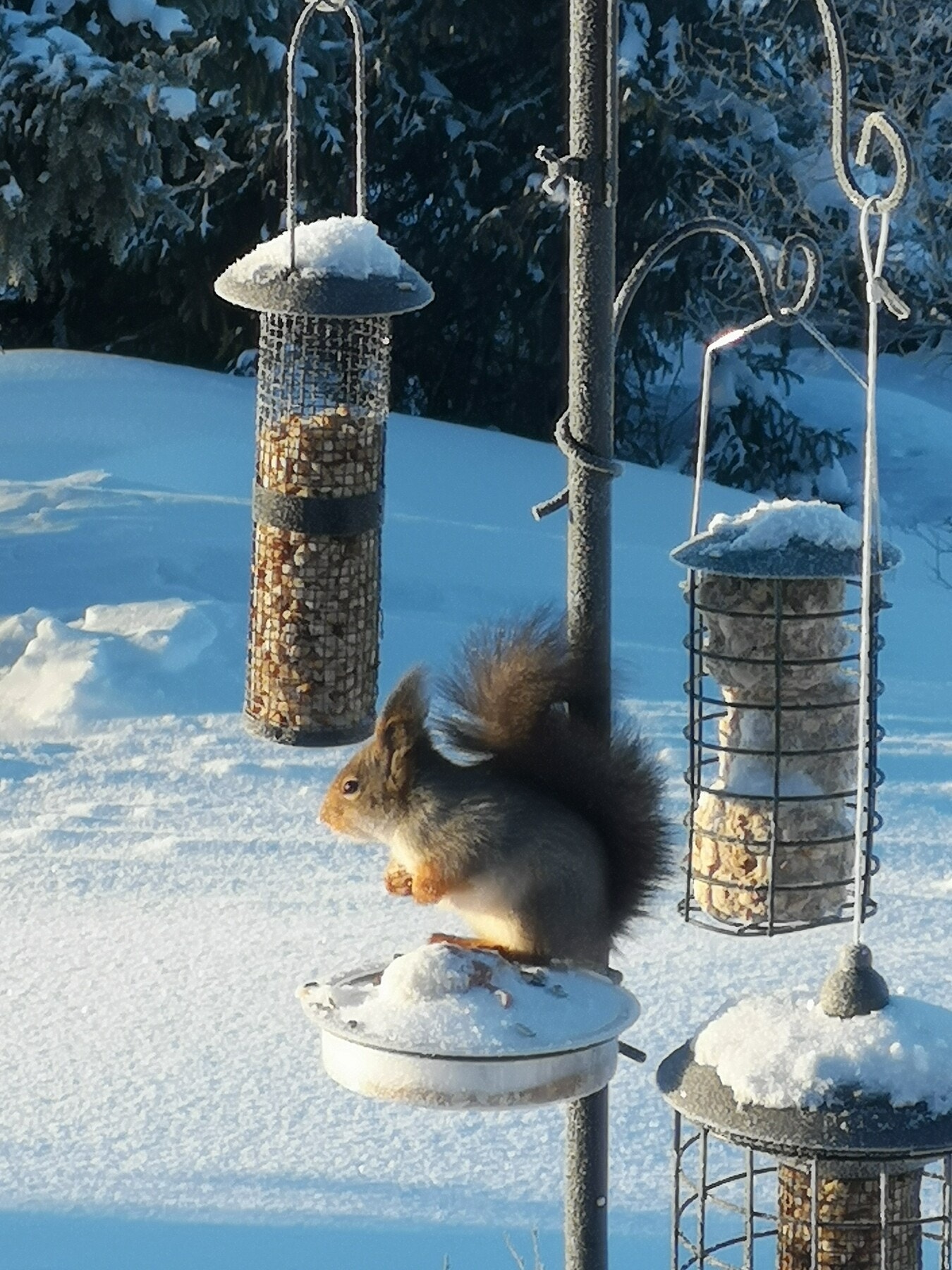 Selgers private bilde. Rikt dyreliv Galleribilde