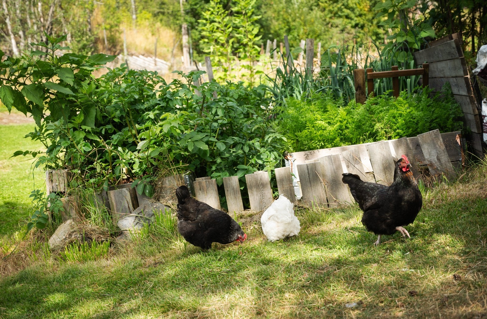 Eget hønsehold er noen av mulighetene på Sørbråten Galleribilde