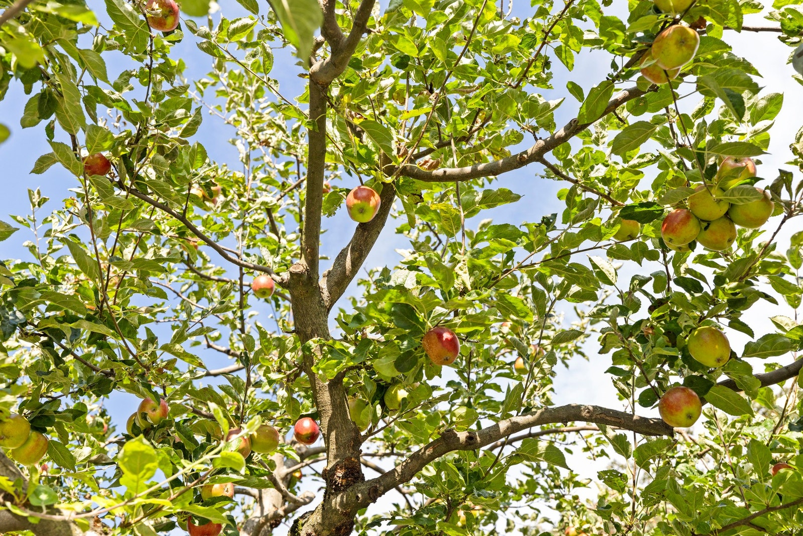 Her er det blant annet epletrær, kirsebær, solbær og rips. Galleribilde