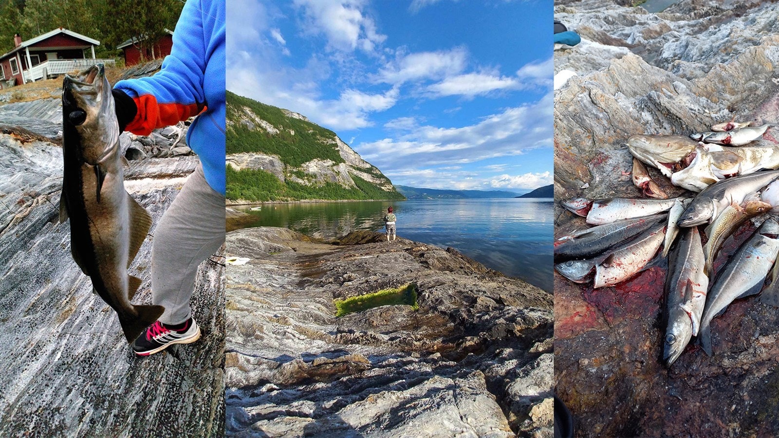 Selgers bilder ved nausttomten Galleribilde