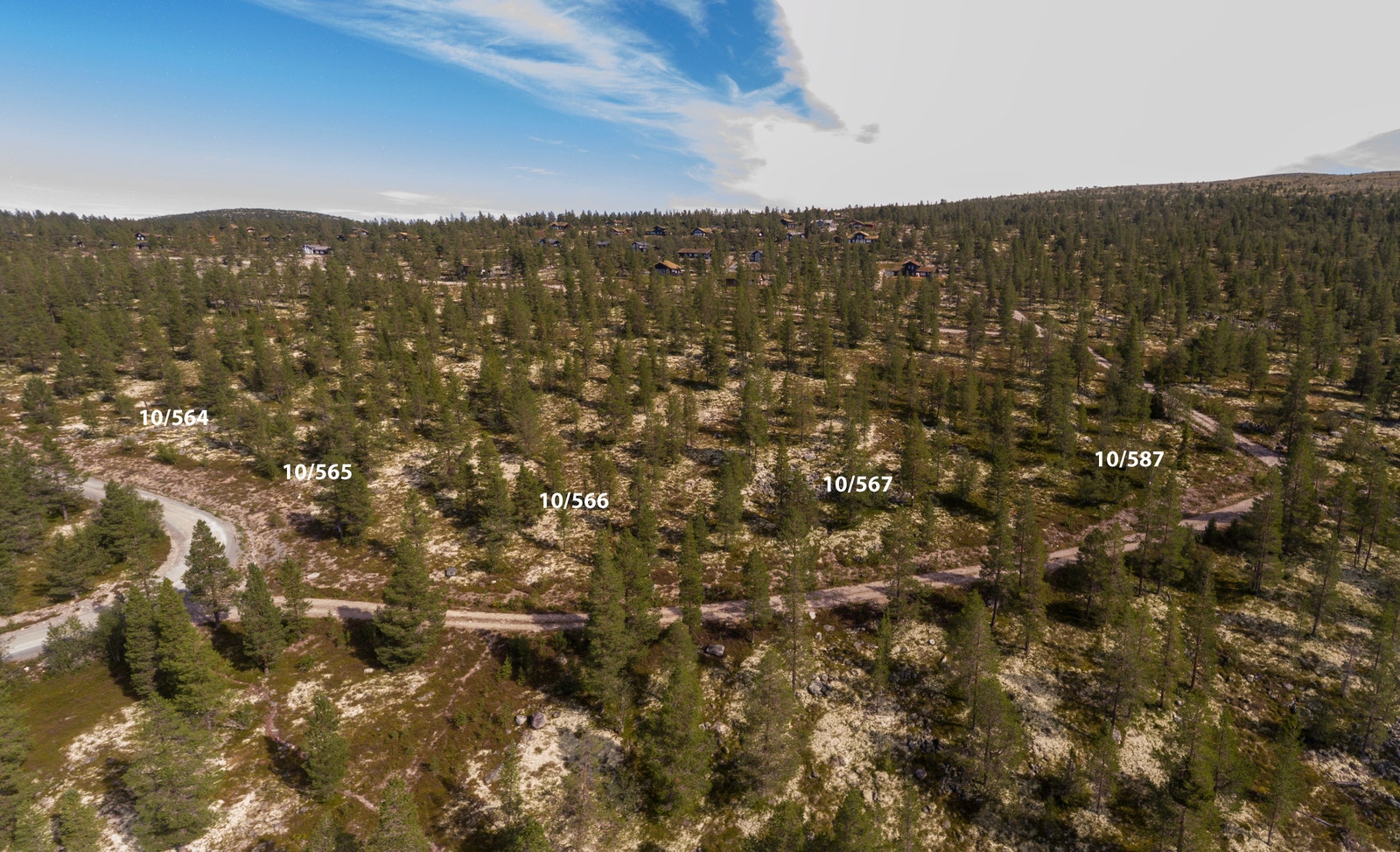 Flaggspetten Galleribilde