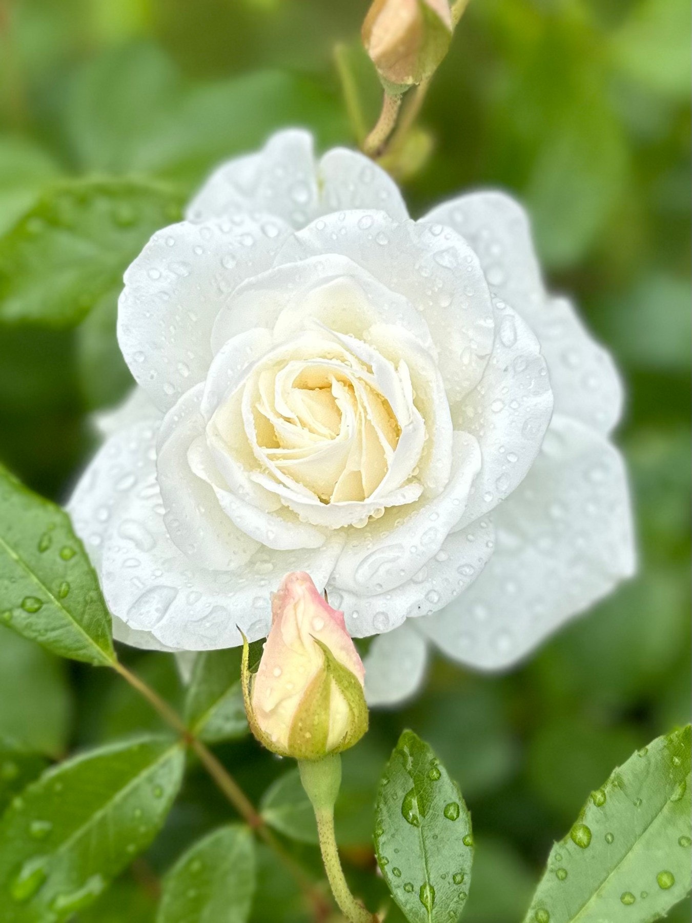 Koselig med roser i både forhagen og bakhagen Galleribilde