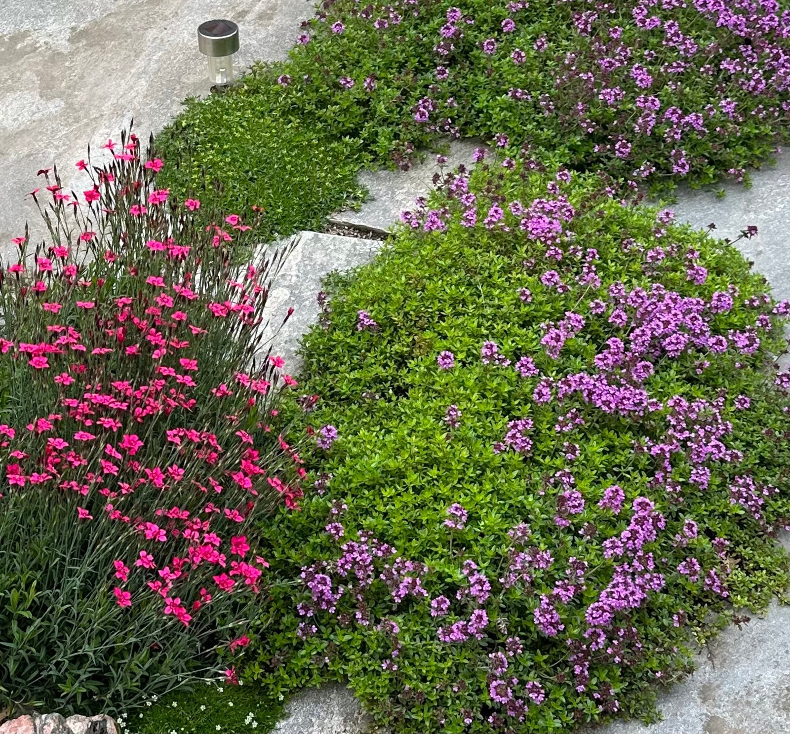 Herlig beplantning rundt hele leiligheten Galleribilde