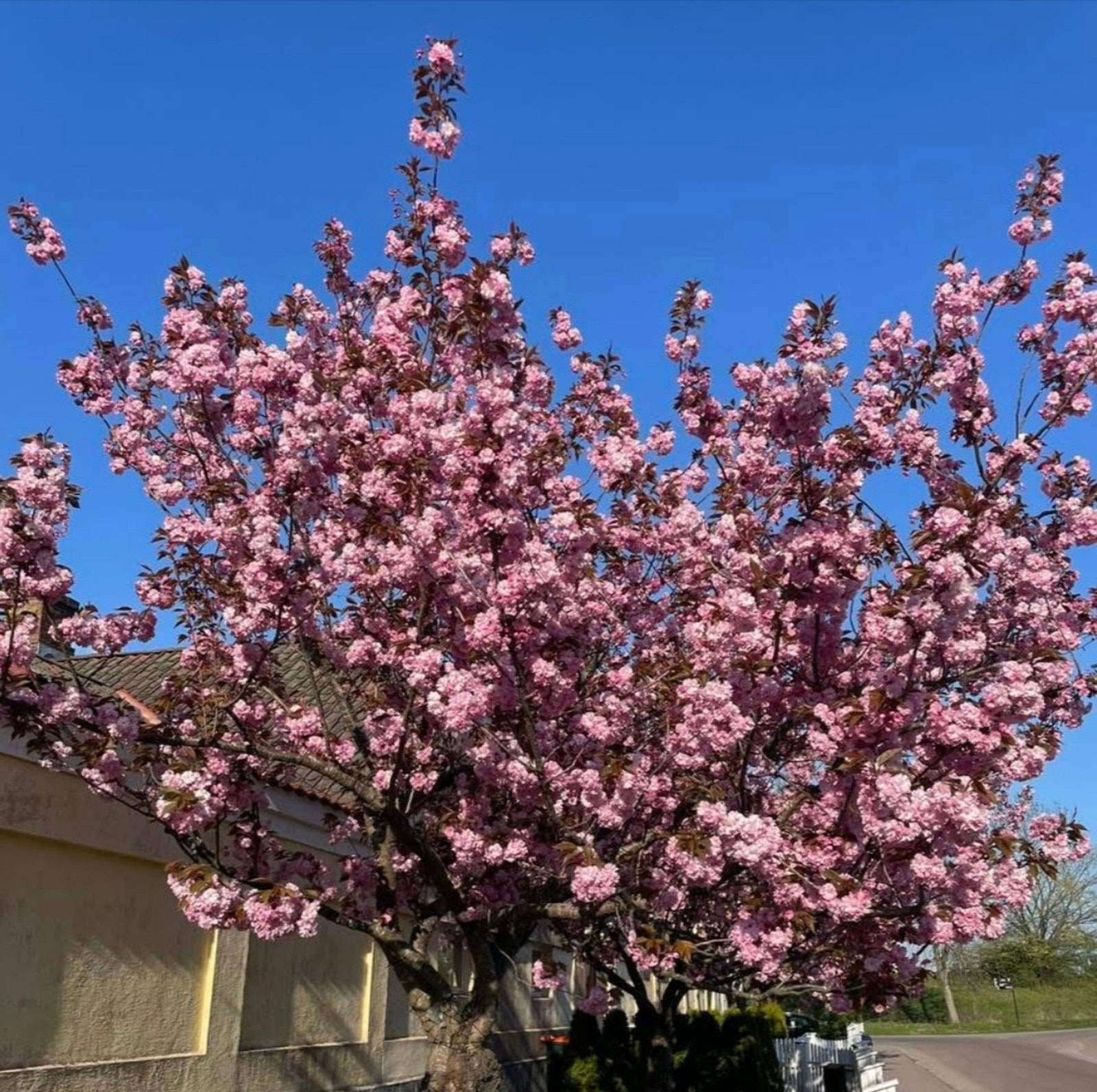 Her ser vi de i full blomst Galleribilde