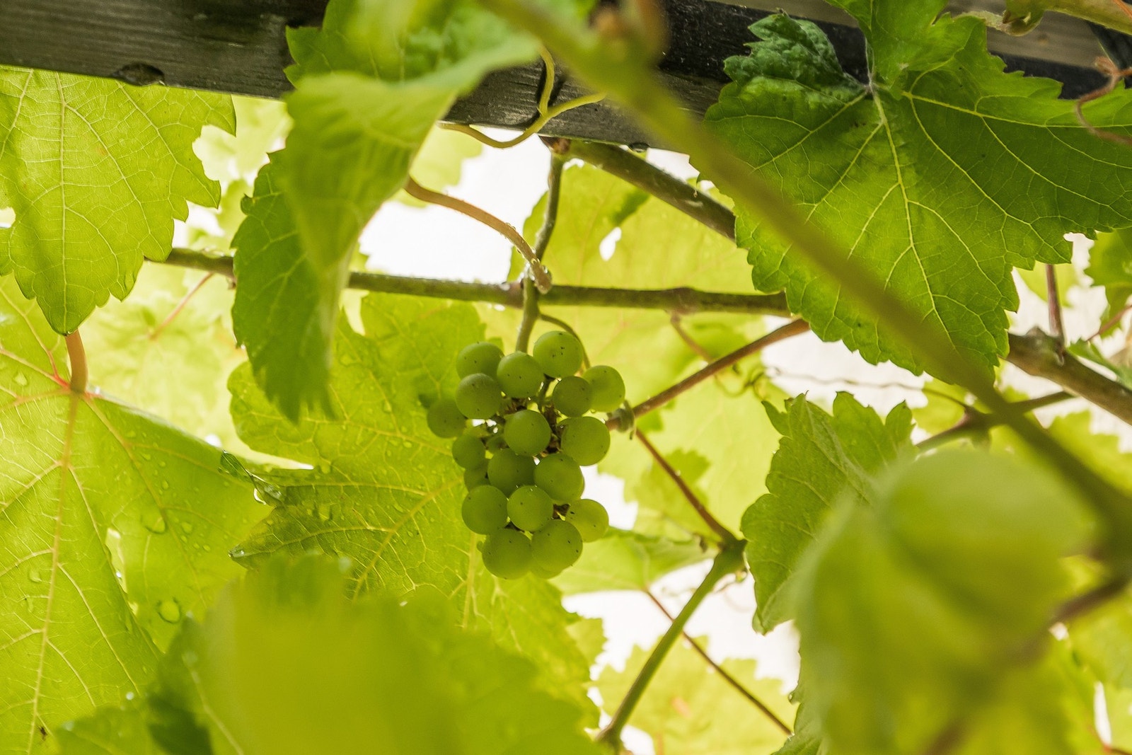 Kanskje starte egen vinproduksjon? Galleribilde