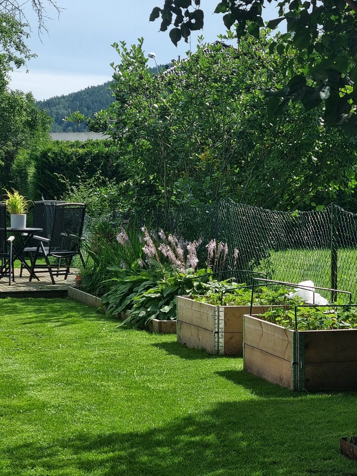 Platting og hage (sommerbilde) - Selgers bilde Galleribilde