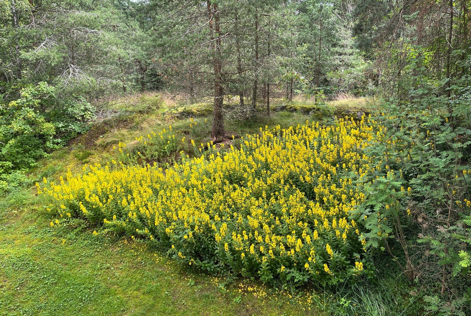 Leiligheten vender ut mot koselig skogholt Galleribilde