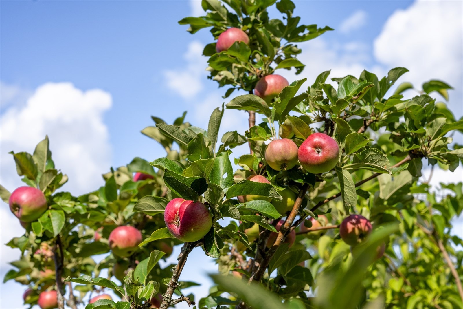 Beplantningen er frodig med et rikt utvalg av diverse frukt/ bær og prydbusker. Galleribilde