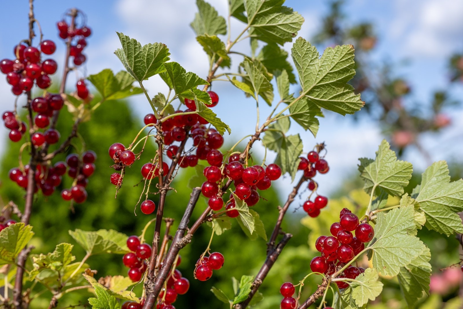 Hverdagsglede i hagen. Galleribilde