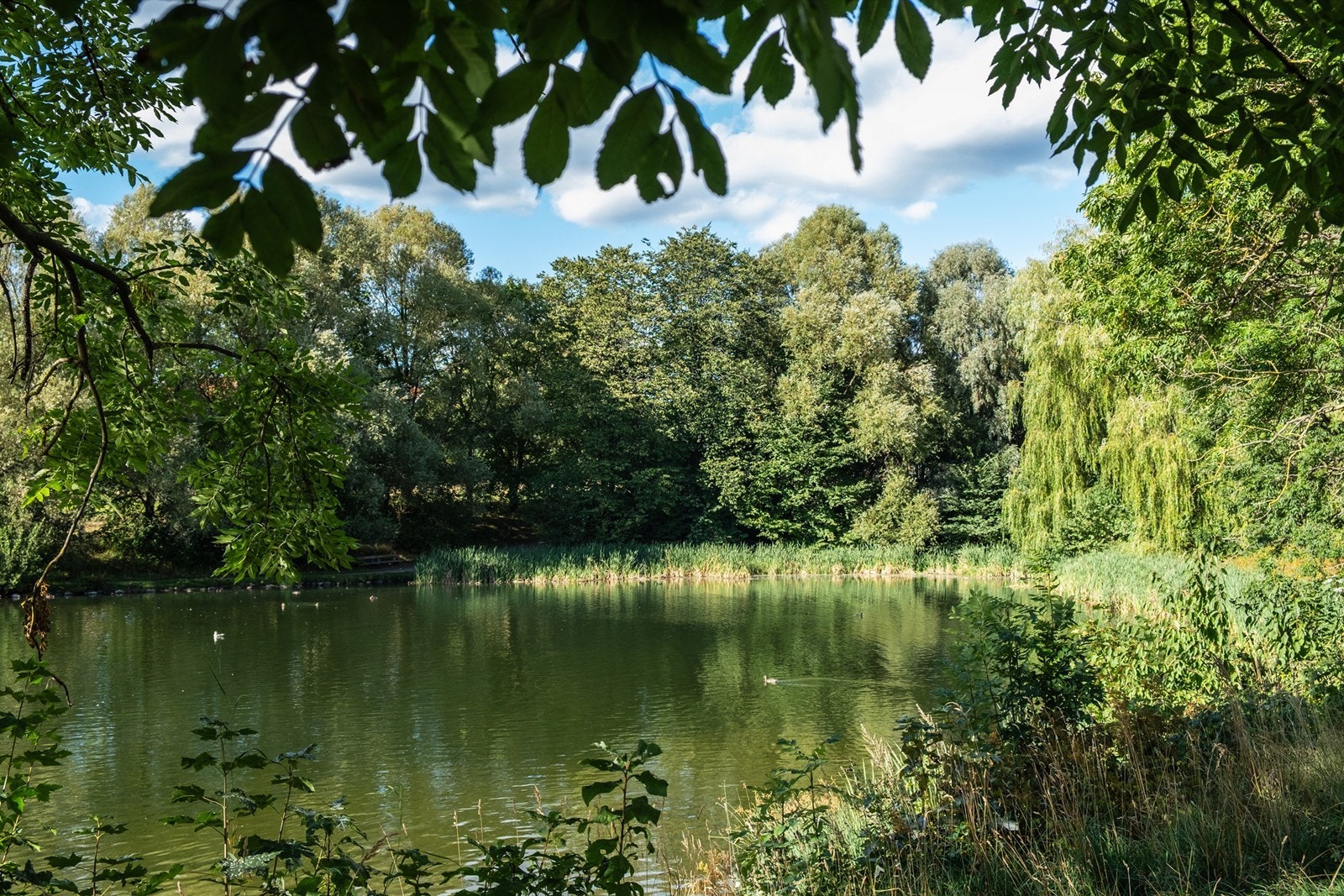 Idylliske Hovindammen. Galleribilde