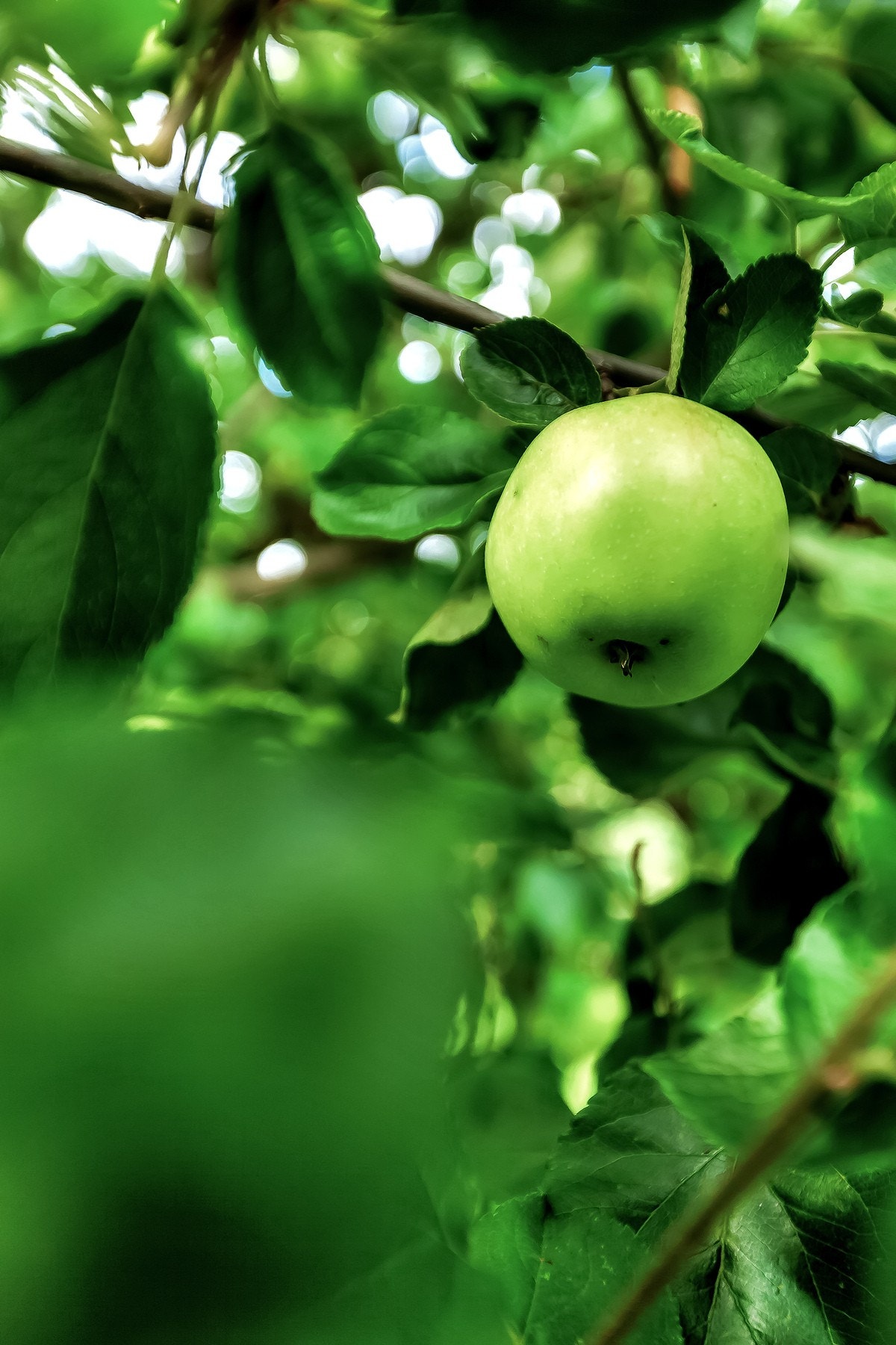 I hagen er det også frukttrær. Galleribilde
