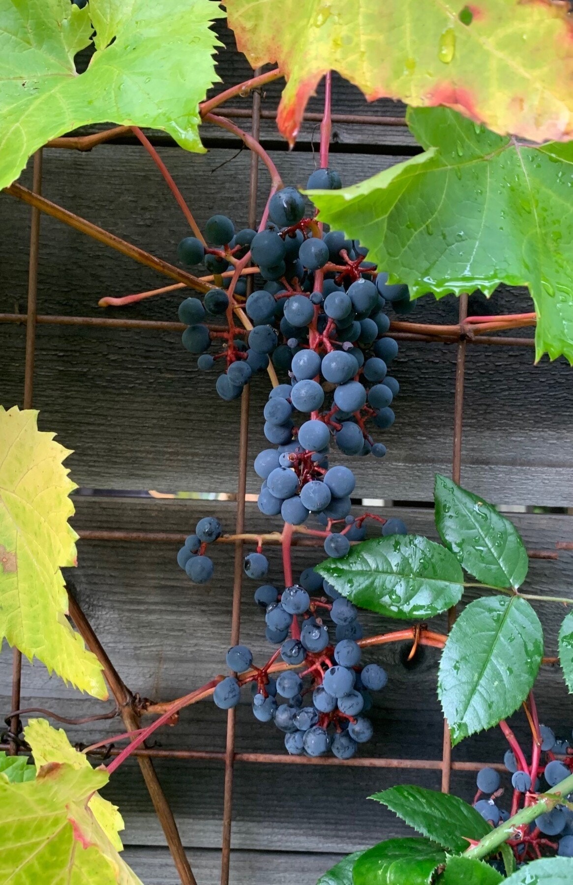 I hagen er det også druer - selgers eget bilde. Galleribilde