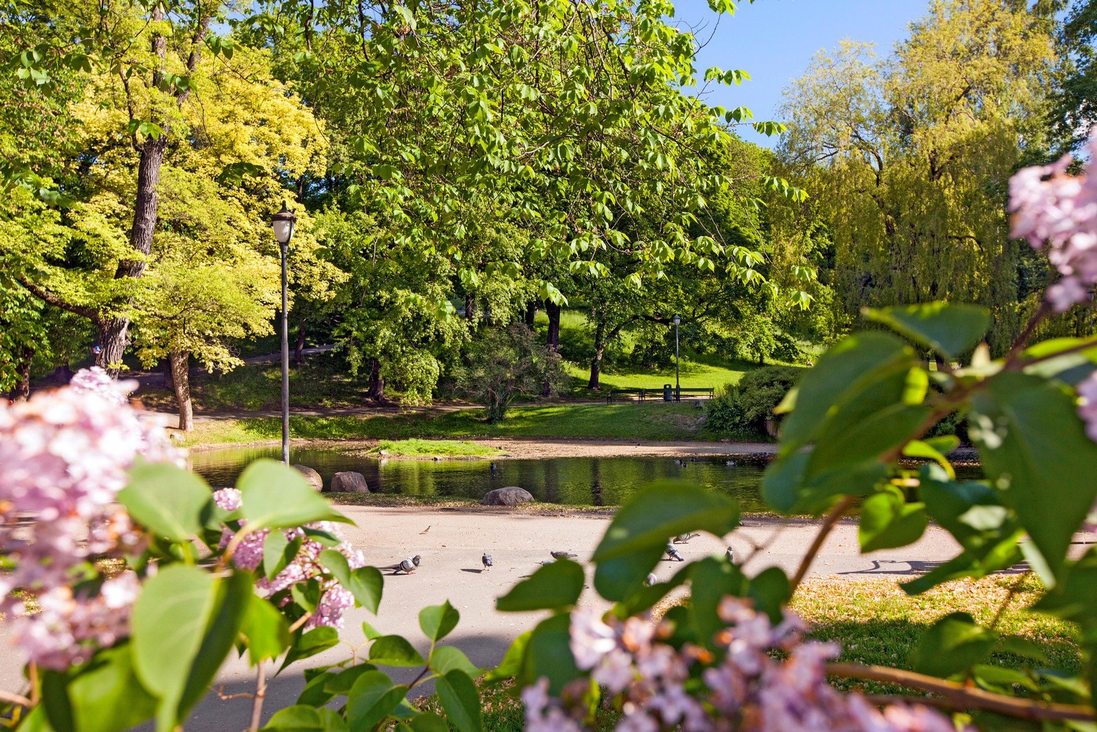 Leiligheten ligger ved populære St.Hanshaugen park med flotte turmuligheter. Galleribilde