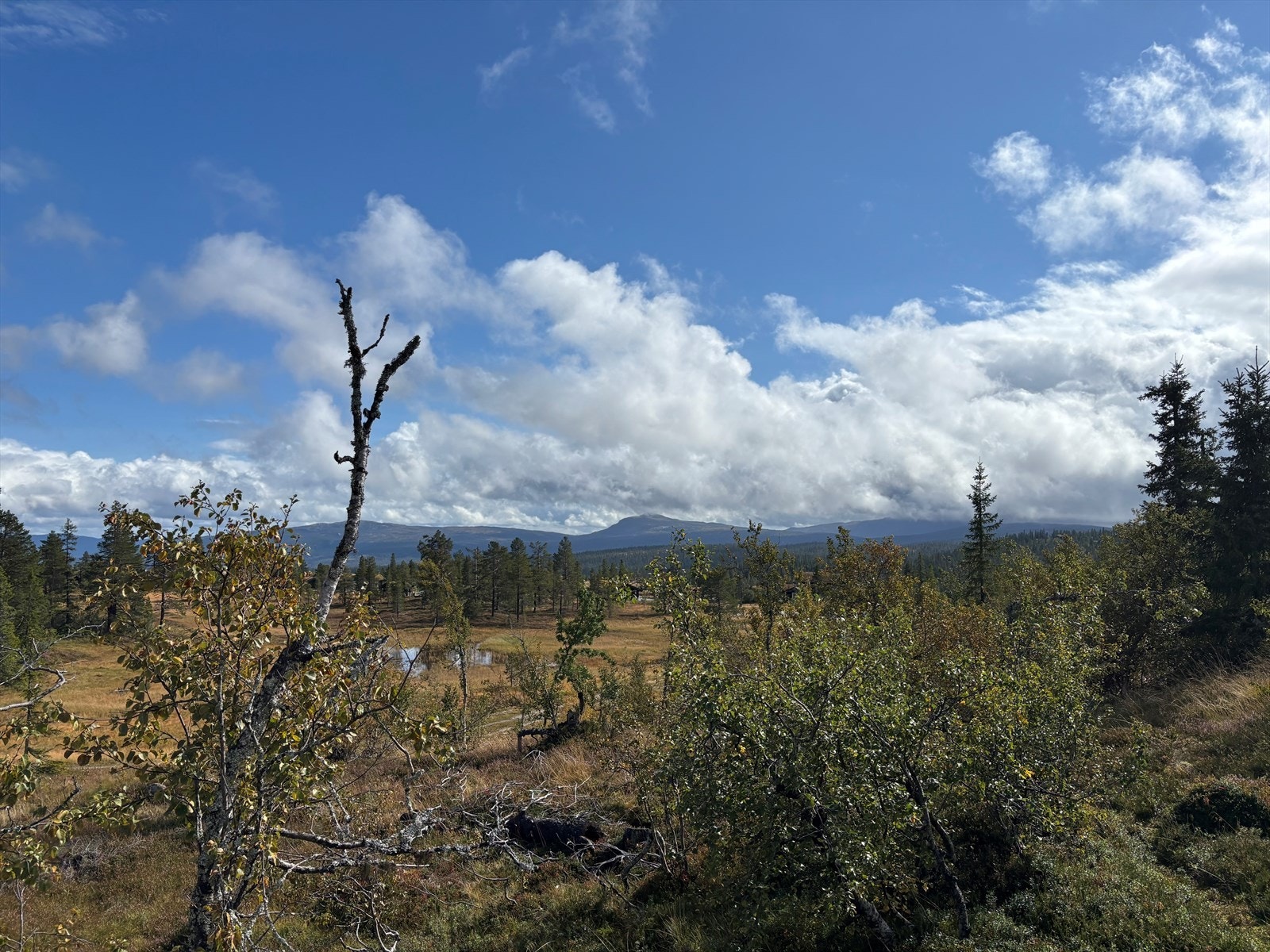 Privat bilde Galleribilde