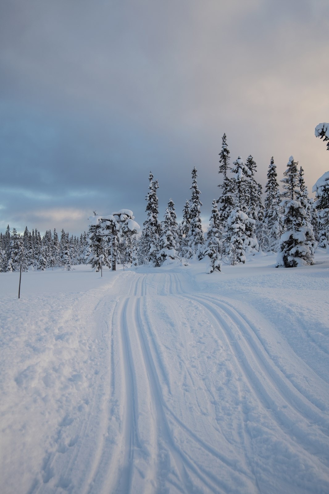 Skiløyper i område Galleribilde