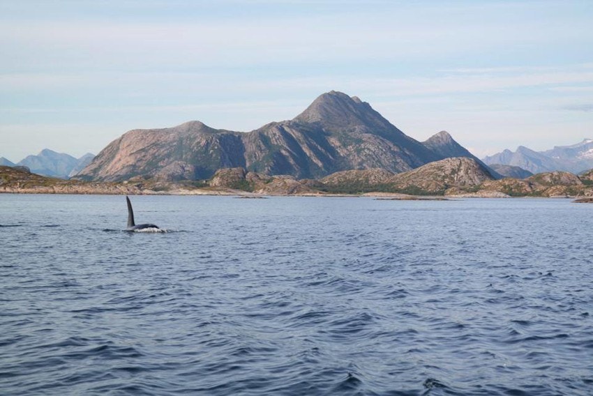 Hvalsafari i nærområdet Galleribilde