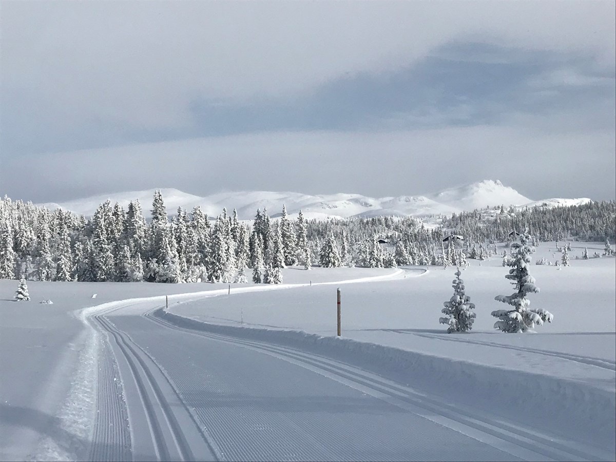 Familievennlige skiløyper i nærområdet Galleribilde
