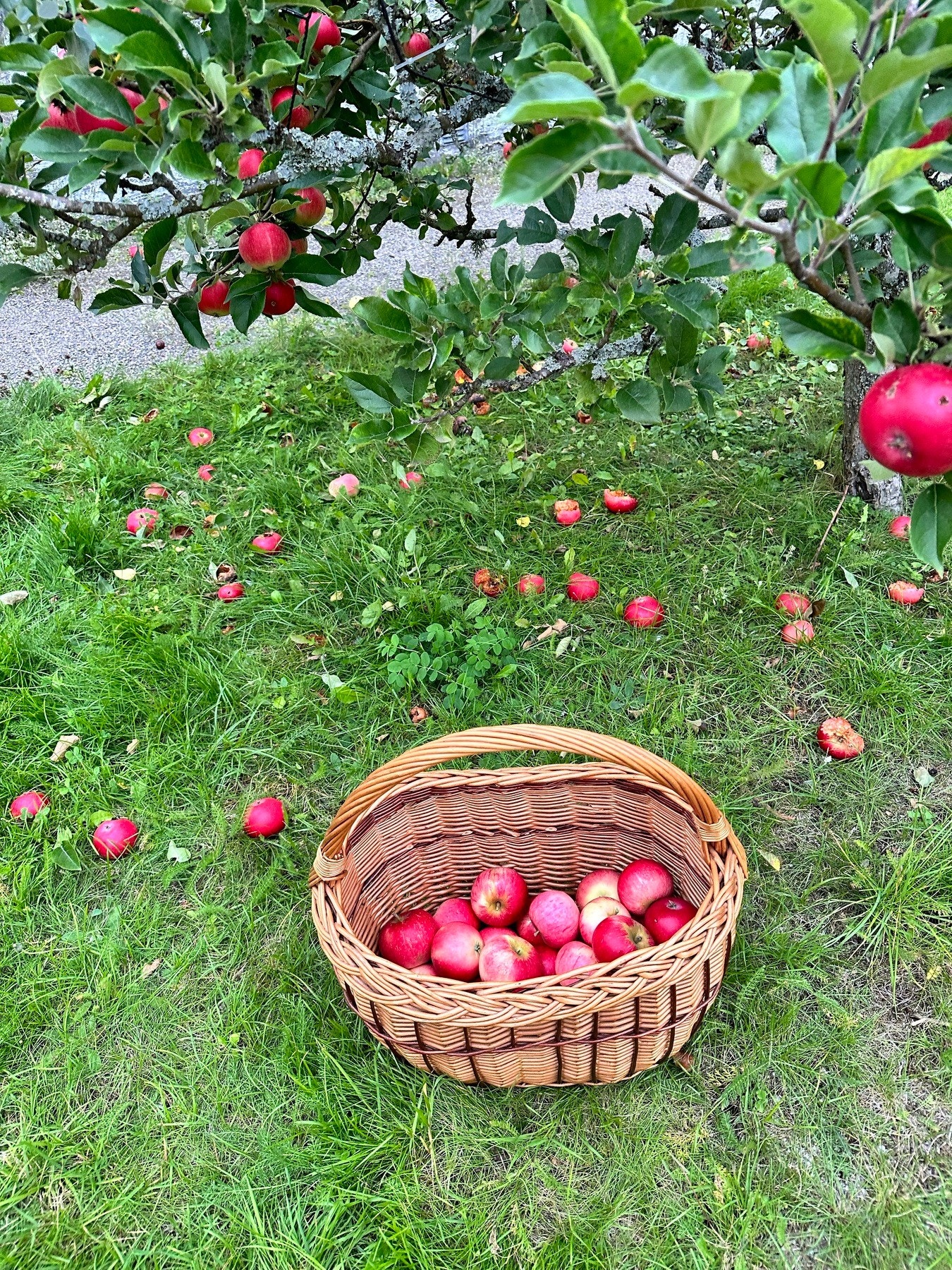 Kortreiste epler fra sameiets hage Galleribilde