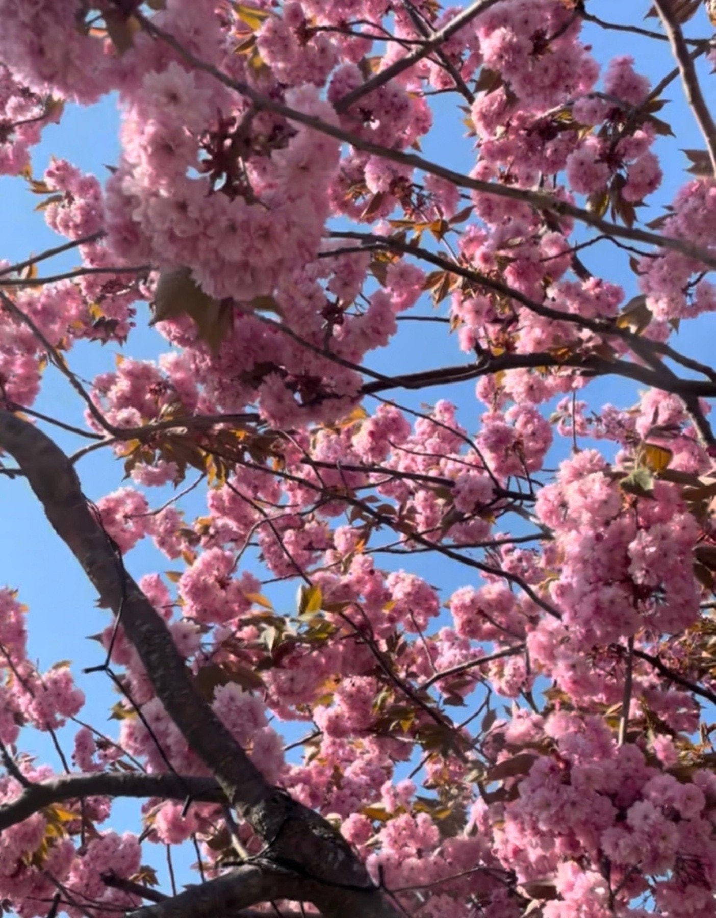 Japansk kirsebær i full blomst Galleribilde